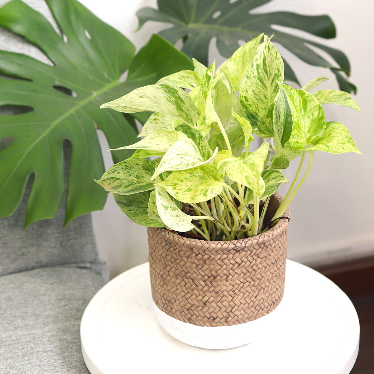 6 inch planter, round planter for sale, cement planter, cement plant pot, basket design planter, 6 inch pot for indoor houseplant, hand-crafted planter, plant pot with drainage hole, unique designed planter for indoor houseplant