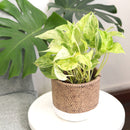 6 inch planter, round planter for sale, cement planter, cement plant pot, basket design planter, 6 inch pot for indoor houseplant, hand-crafted planter, basket design planter