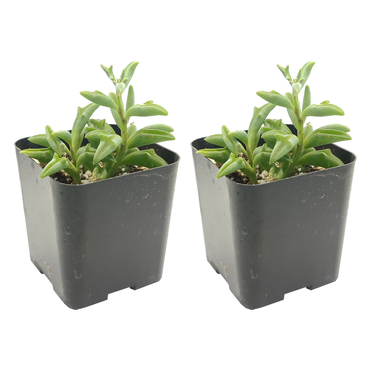Buy String of Dolphins 2-pack live plants online. These unique trailing succulents feature curved leaves shaped like tiny jumping dolphins. Easy to care for, they thrive in bright light, well-draining soil, and minimal watering.