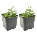 Buy an 8-pack of String of Dolphins live plants online. Each trailing plant features distinctive dolphin-shaped leaves on cascading vines. Easy to care for, they thrive in bright light, well-draining soil, and minimal watering.