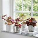 Begonia Rex variety pack, buy Rex Begonias online, Painted-Leaf Begonia care, colorful indoor plants, Rex Begonia assortment, King Begonia collection