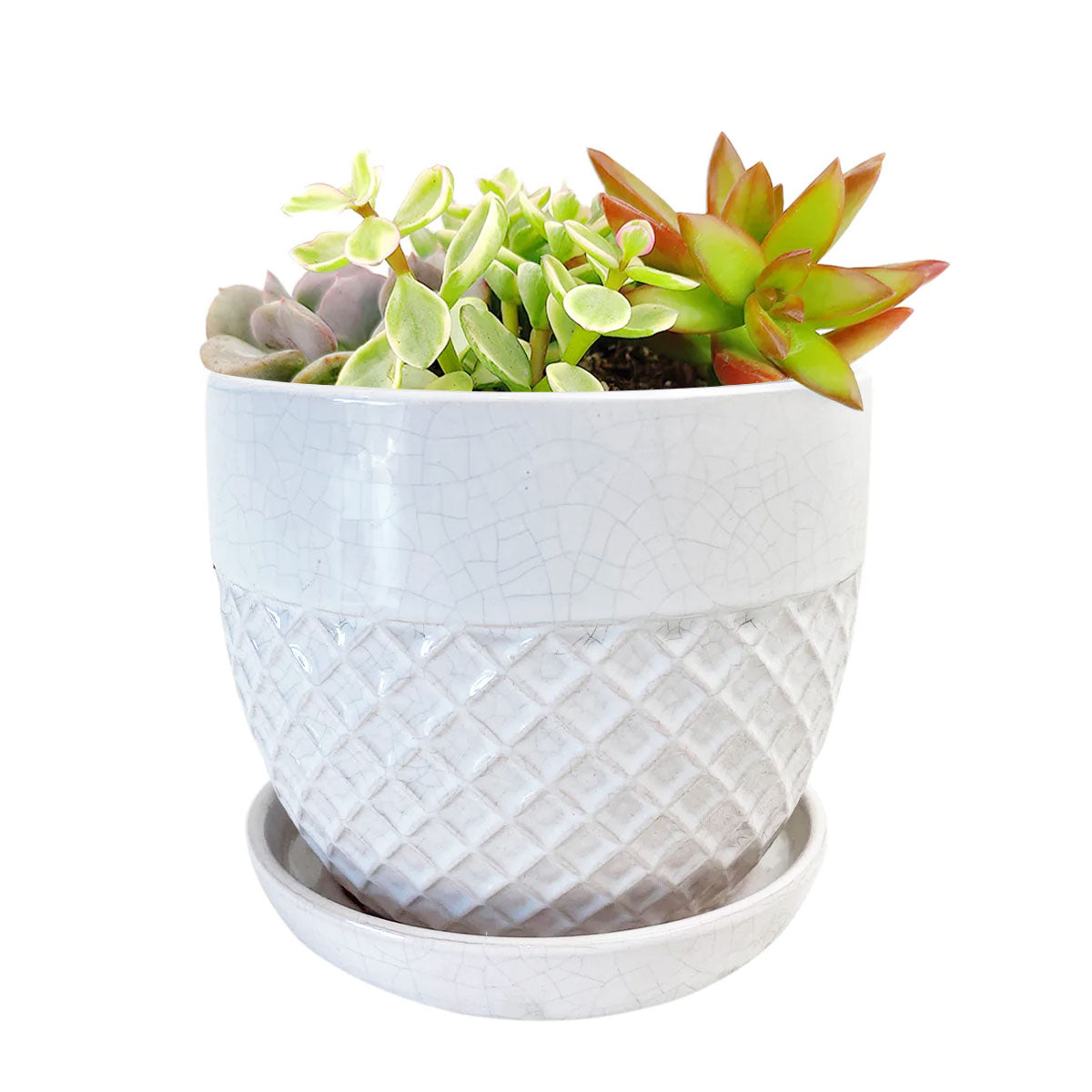 Succulent Arrangement in White Acorn Bell Ceramic Planter
