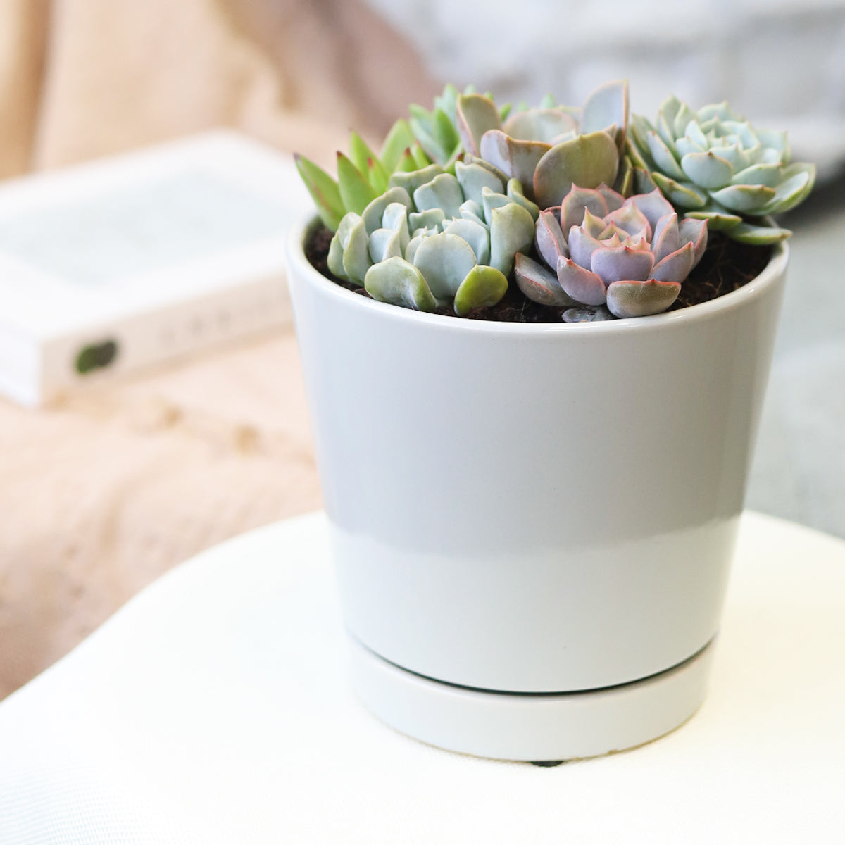 minimalist succulent planter Succulent Arrangement in Grey Minimalist Planter