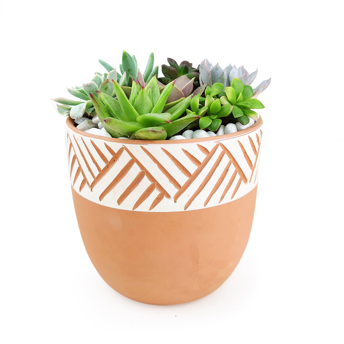 Succulent Arrangement in Clay-White Modern Pot for sale, Live succulent arrangement in 6 inch decorative clay pot