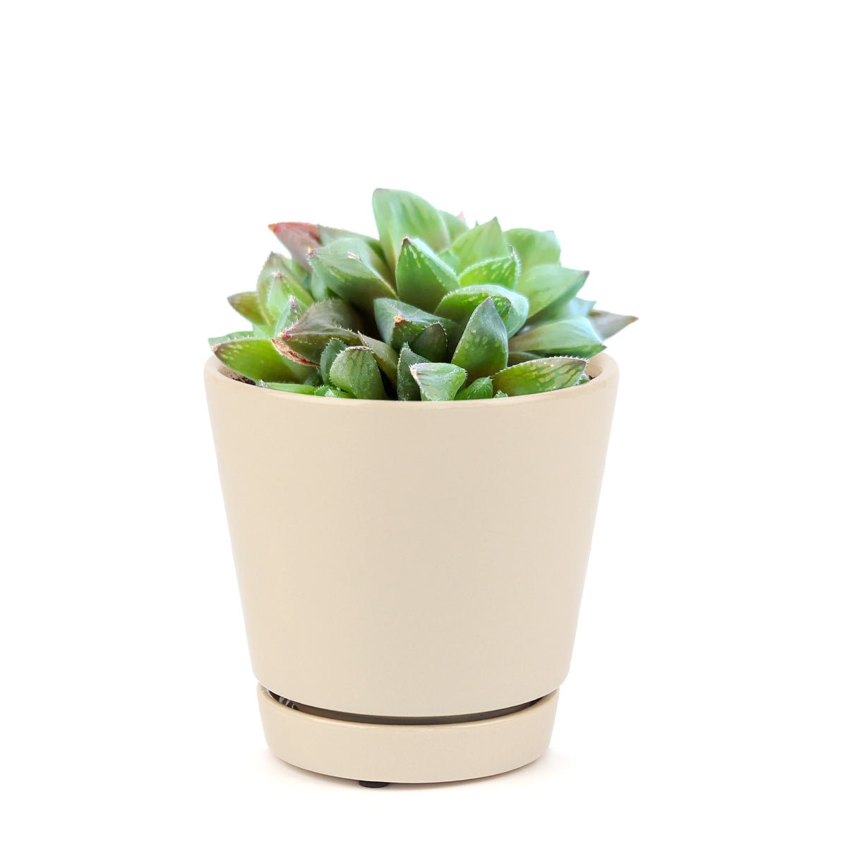 succulents garden, succulent care tips, cactus, Rare succulents, Haworthia Cuspidata in California, How to grow Haworthia Cuspidata. indoor succulents.