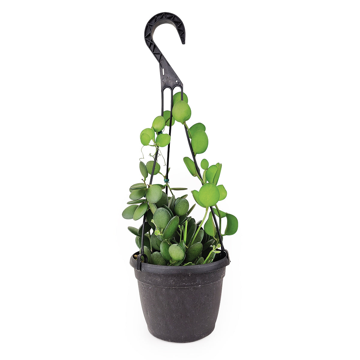 Xerosicyos danguyi, Silver Dollar Vine, Rare Succulent Plant, Trailing Succulent, Penny Plant, Care Guides for growing Silver Dollar Plant, Pet-Friendly Succulent Plant, Indoor Succulents