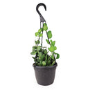 xerosicyos danguyi silver dollar vine, silver dollar vine for sale, silver dollar vine plant care, rare silver dollar vine succulent