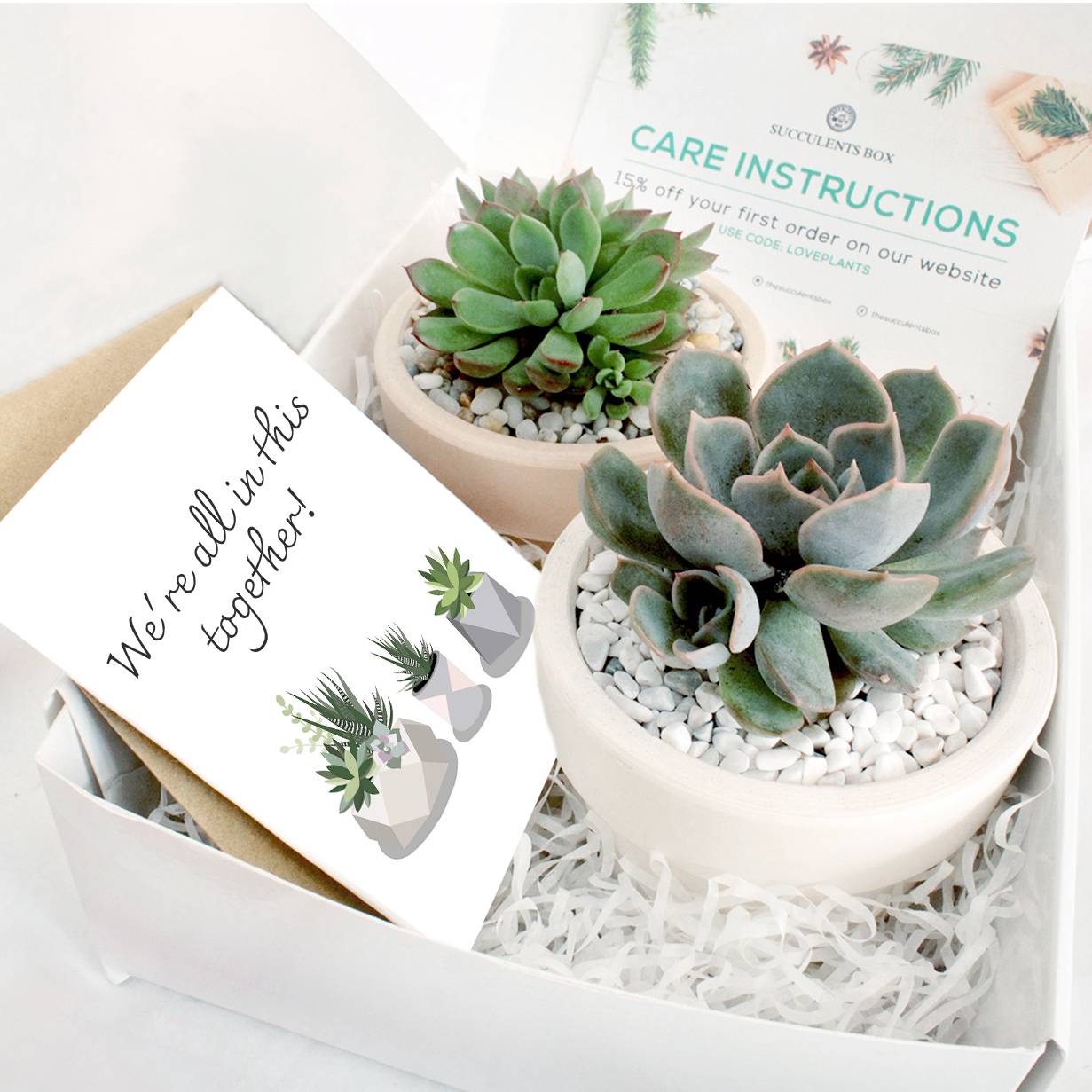Buy Succulent Gift Box Appreciation Thank You Plant Gift Corporate Gifts  Online in India - Etsy