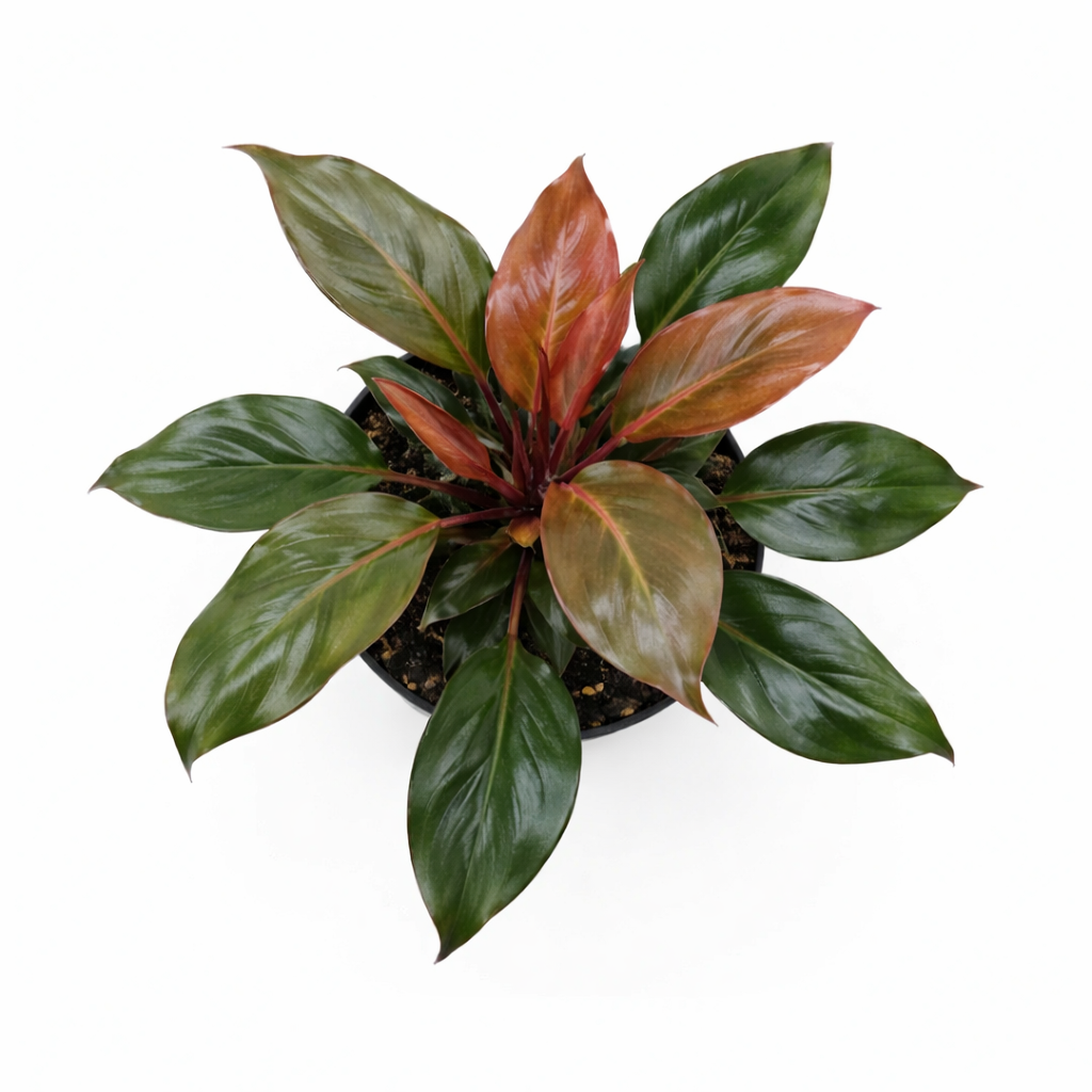 Philodendron Sun Red with Vibrant Red to Burgundy Foliage in 4 inch decorative pot, Self-heading philodendron varieties, Air purifying houseplant for home decoration