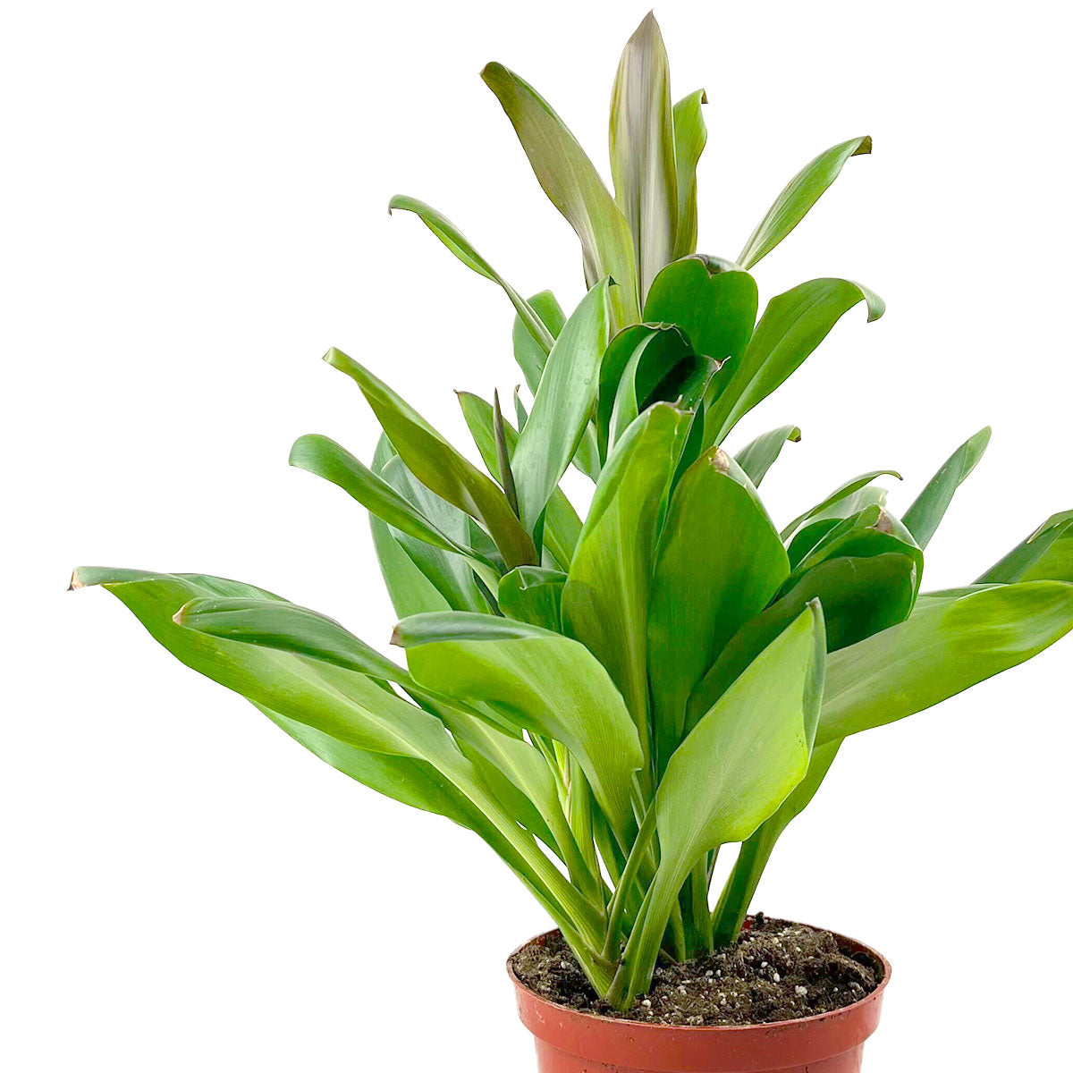 Cordyline fruticosa Glauca 4-inch plant, a Low-maintenance and air-purifying plant perfect for modern home décor