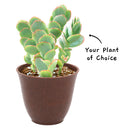 Peperomia ferreyrae - Happy Bean