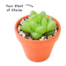 Peperomia ferreyrae - Happy Bean