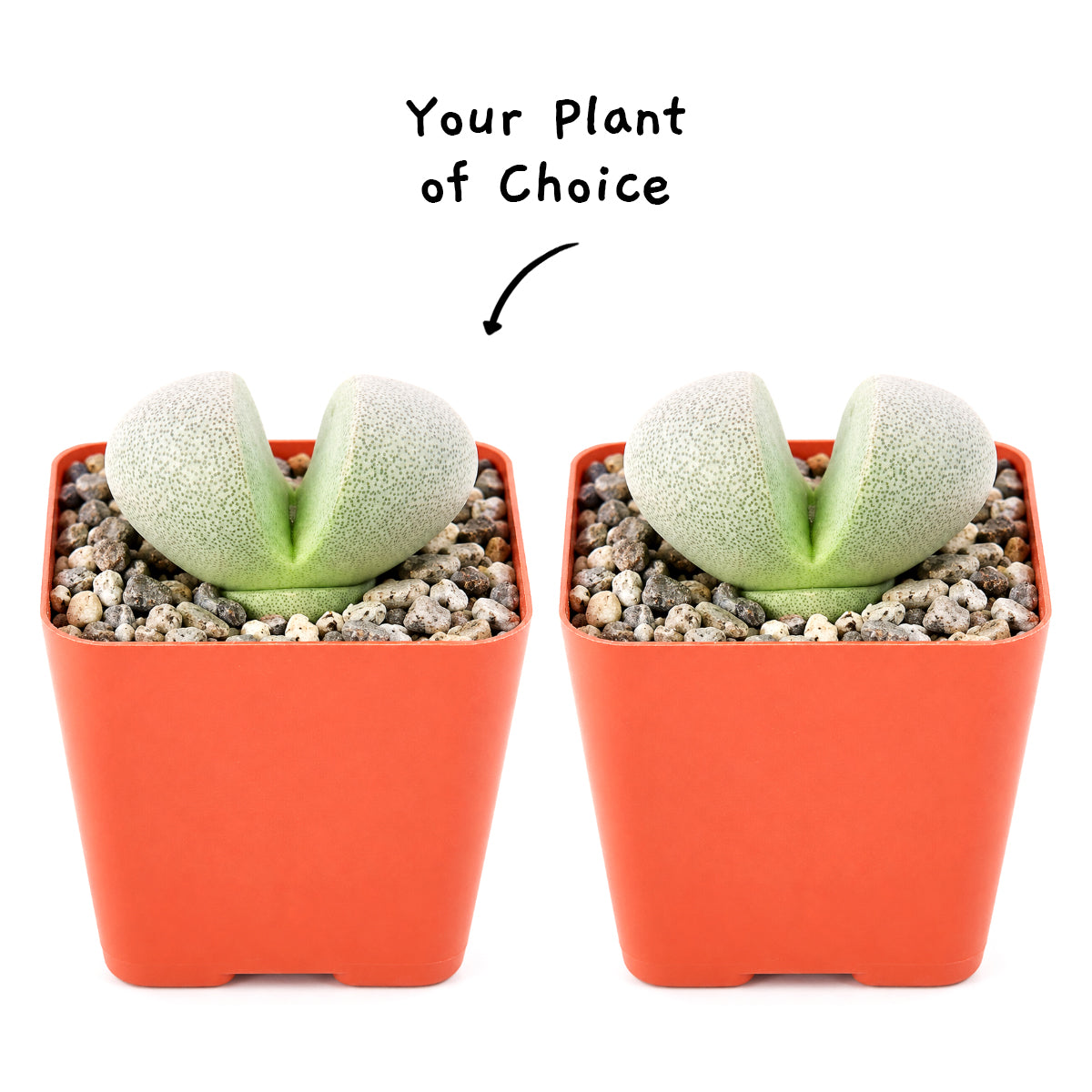 Peperomia ferreyrae - Happy Bean