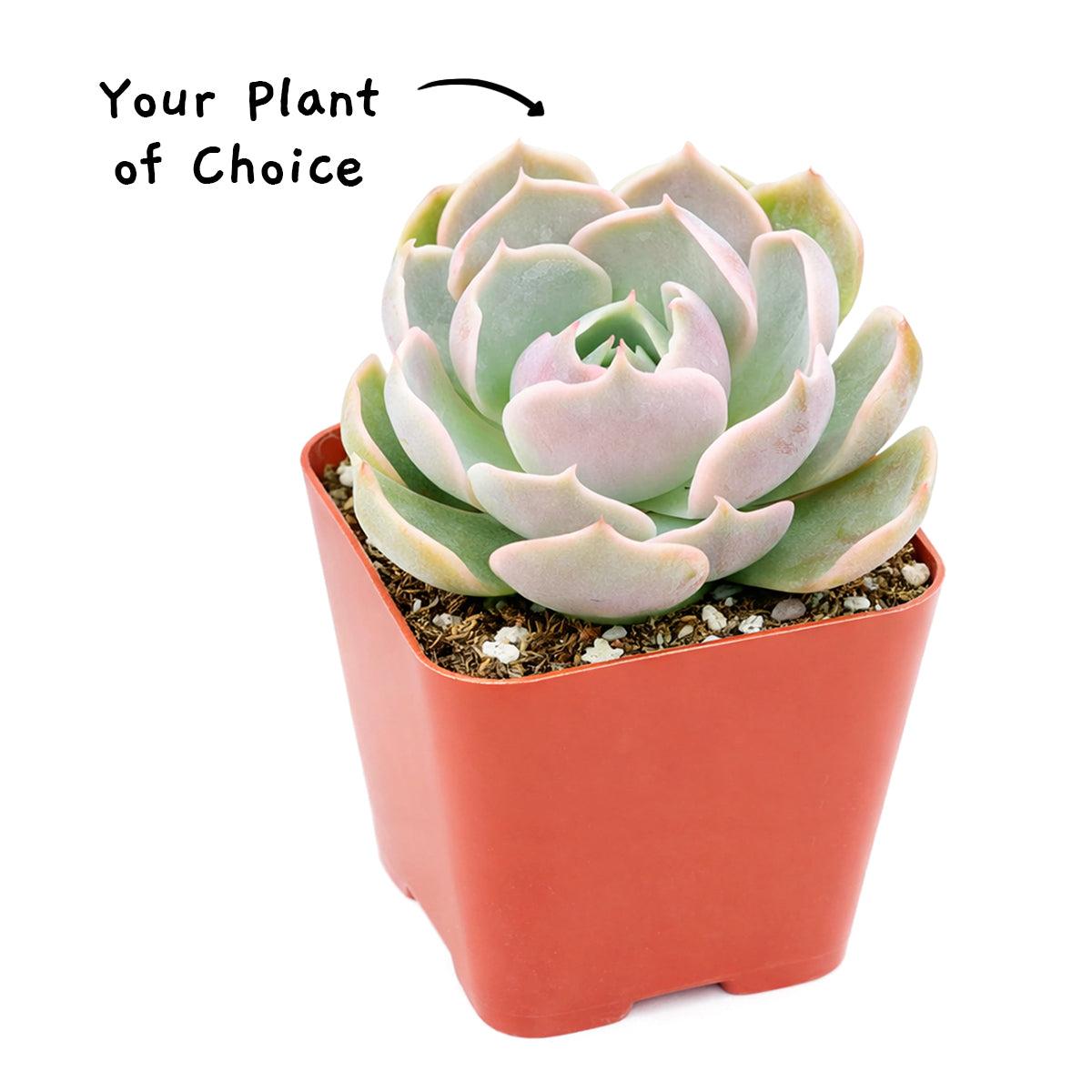 Peperomia ferreyrae - Happy Bean