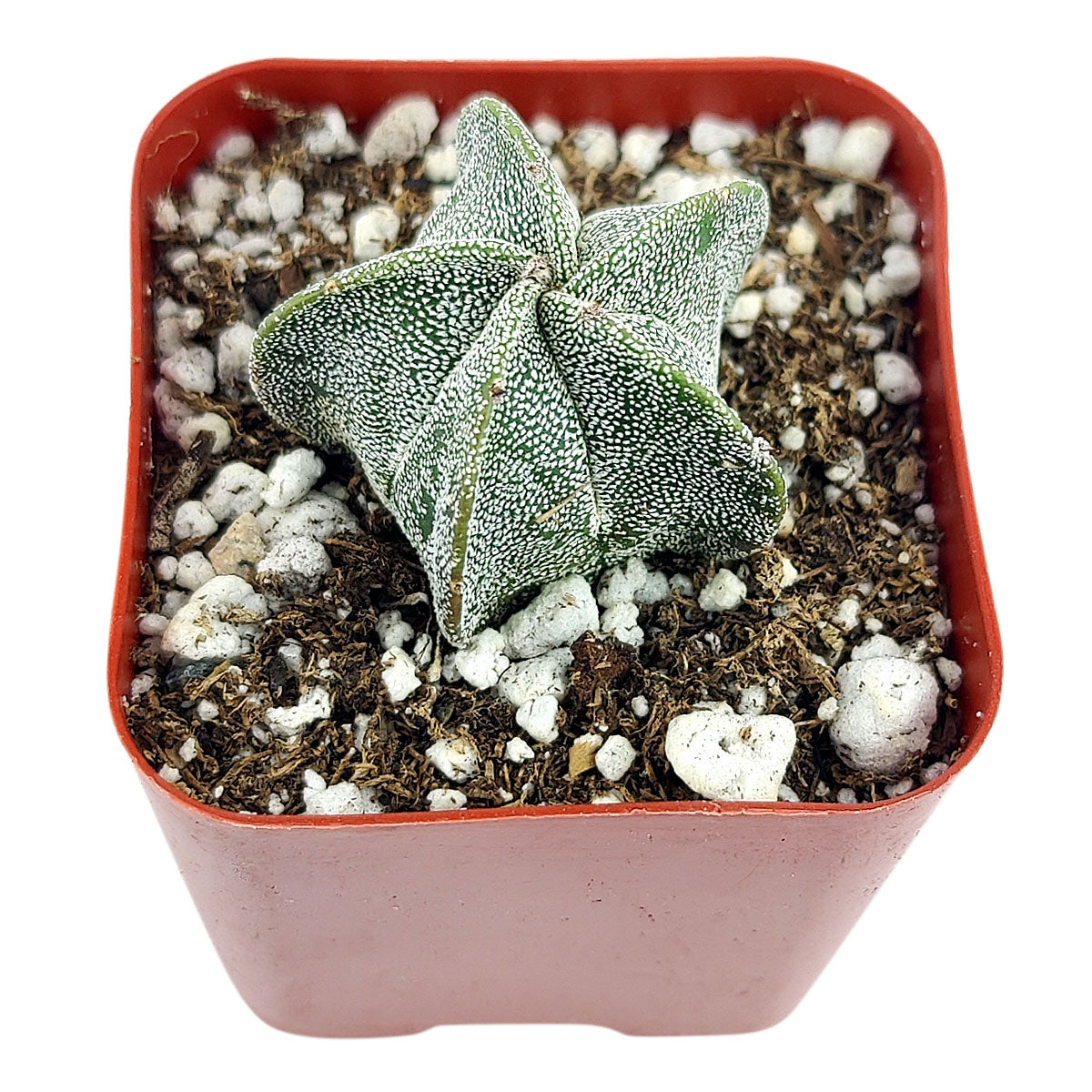 Bishop’s cap cactus, cactus, succulent plant, succulent care, succulents, indoor succulents, succulents garden, succulent subscription, monthly succulents, succulent care guide, succulent care tips, outdoor succulents, succulents shop in California, bishop cactus in California, how to grow bishop's cap succulent, cactus, cactus succulent, succulent cactus, cacti, cactus and succulents, succulents box, succulent shop, buy succulents online