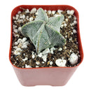 Bishop’s cap cactus, cactus, succulent plant, succulent care, succulents, indoor succulents, succulents garden, succulent subscription, monthly succulents, succulent care guide, succulent care tips, outdoor succulents, succulents shop in California, bishop cactus in California, how to grow bishop's cap succulent, cactus, cactus succulent, succulent cactus, cacti, cactus and succulents, succulents box, succulent shop, buy succulents online