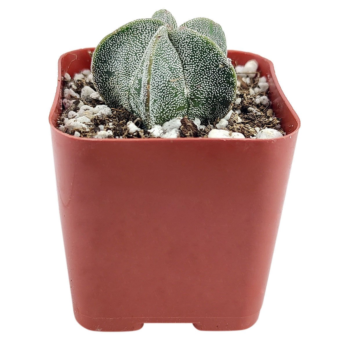 Bishop’s cap cactus, cactus, succulent plant, succulent care, succulents, indoor succulents, succulents garden, succulent subscription, monthly succulents, succulent care guide, succulent care tips, outdoor succulents, succulents shop in California, bishop cactus in California, how to grow bishop's cap succulent, cactus, cactus succulent, succulent cactus, cacti, cactus and succulents, succulents box, succulent shop, buy succulents online