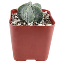 Bishop’s cap cactus, cactus, succulent plant, succulent care, succulents, indoor succulents, succulents garden, succulent subscription, monthly succulents, succulent care guide, succulent care tips, outdoor succulents, succulents shop in California, bishop cactus in California, how to grow bishop's cap succulent, cactus, cactus succulent, succulent cactus, cacti, cactus and succulents, succulents box, succulent shop, buy succulents online