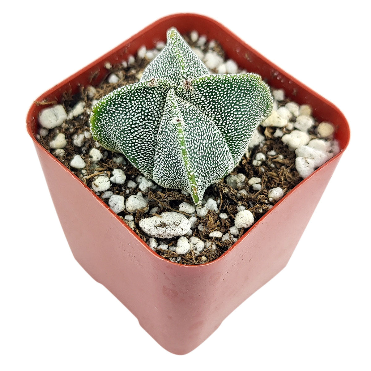 bishop's cap succulent care Rare Bishop's Cap Cactus Astrophytum Myriostigma - Succulent Gift Ideas