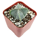 Bishop’s cap cactus, cactus, succulent plant, succulent care, succulents, indoor succulents, succulents garden, succulent subscription, monthly succulents, succulent care guide, succulent care tips, outdoor succulents, succulents shop in California, bishop cactus in California, how to grow bishop's cap succulent, cactus, cactus succulent, succulent cactus, cacti, cactus and succulents, succulents box, succulent shop, buy succulents online