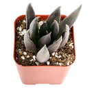 Echeveria Black Knight, indoor succulents, Succulents shop near me, succulents shop in California, monthly succulents, succulent plant, succulents store in CA, Succulents, how to grow succulents, Echeveria Black Knight in California, How to grow Echeveria Black Knight,echeveria, echeveria succulent, echeveria types, succulent echeveria, buy succulents online, succulent shop, succulent store, echeveria plant, indoor succulents