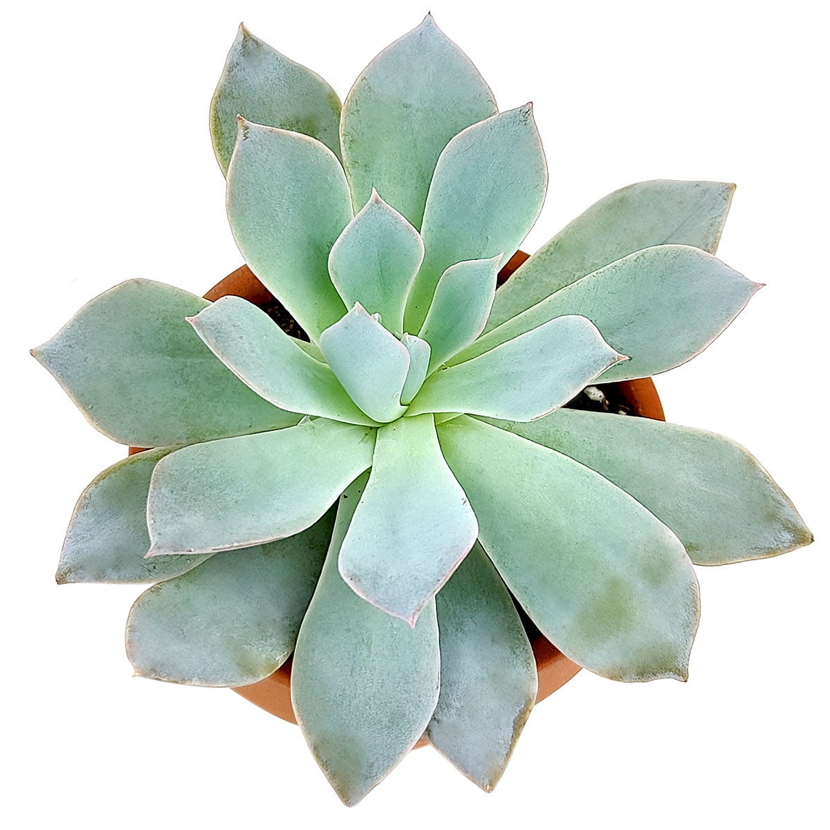 Echeveria Blue Fairy Care, succulents shop in California, indoor succulents, succulent subscription, succulent care, succulents store in CA, succulent plant, Succulents shop near me, Rare succulents, Echeveria Blue Fairy in California, How to grow Echeveria Blue Fairy, Echeveria for thanksgiving, How to care echeveria succulents for thanksgiving, echeveria, echeveria succulent, echeveria types, succulent echeveria, buy succulents online, succulent shop, succulent store, echeveria plant,  indoor succulents