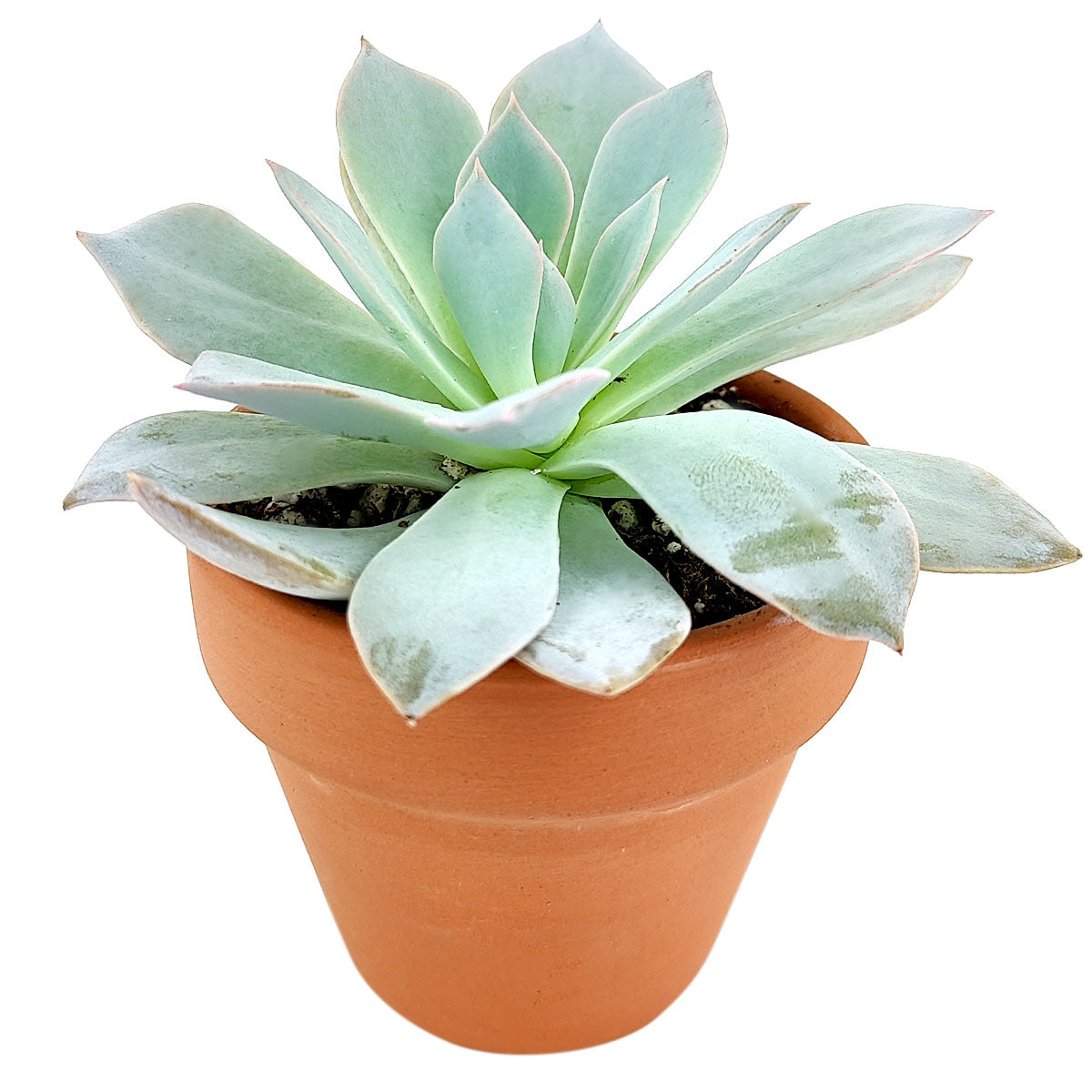 blue fairy garden succulents Echeveria Blue Fairy Rosette Succulent with Care Instruction