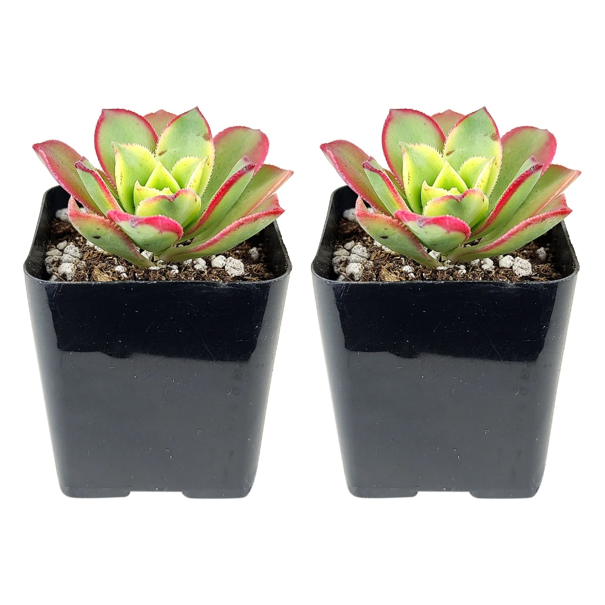 Buy Aeonium Kiwi Haworthii 2-pack live plants online. This colorful succulent forms rosettes of green leaves with pink and cream edges. Easy to care for, it thrives in bright light, well-draining soil, and occasional watering.