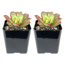 Buy an 8-pack of 4" live plants online. Choose eight plants of your choice to create a lush and diverse collection in 4" pots. Perfect for filling larger spaces, decorating your home or office, and growing your plant collection.