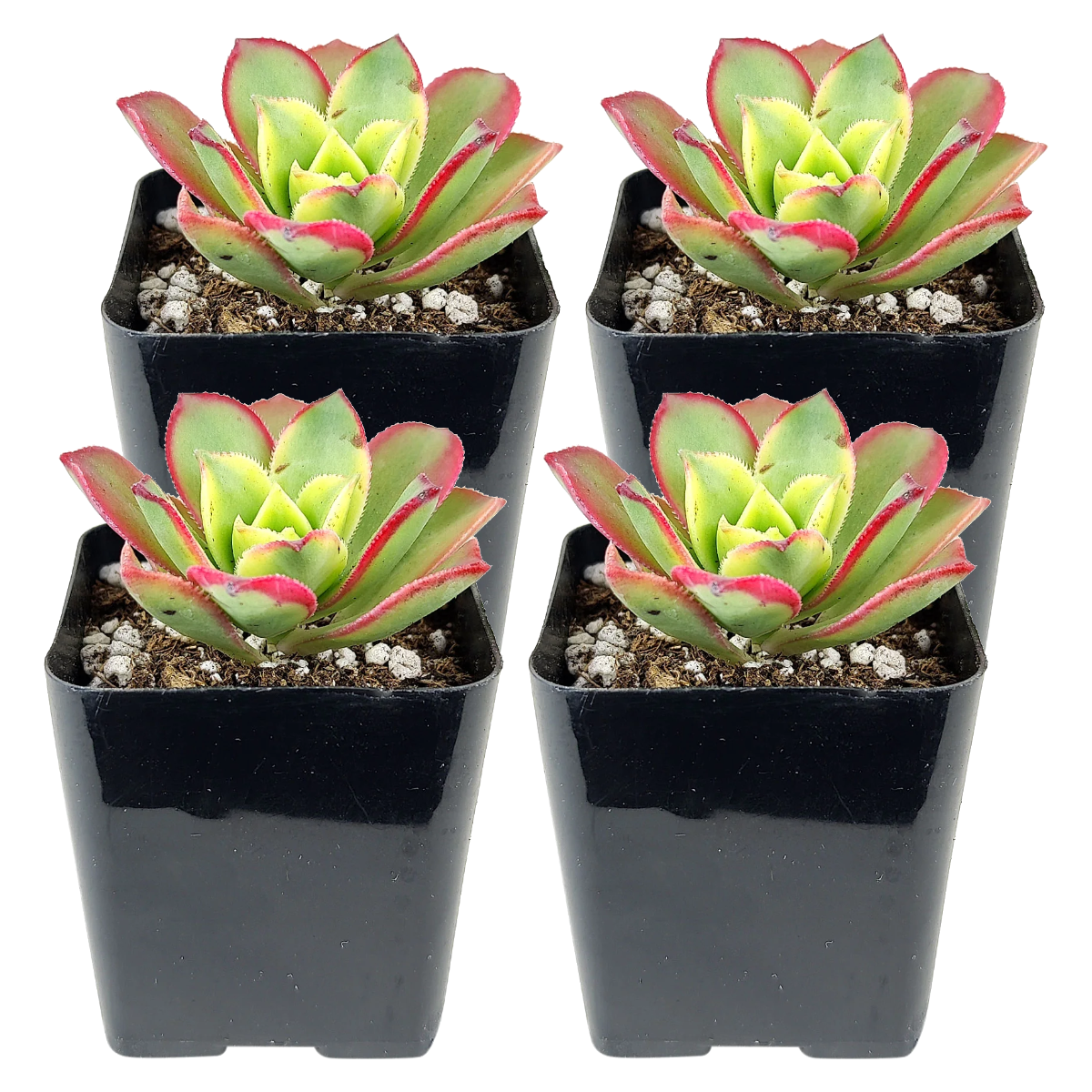 Aeonium Kiwi Haworthii 4-pack live plants for sale. These compact succulents feature vibrant green rosettes with pink and cream coloring. Easy to grow, they prefer bright light, well-draining soil, and moderate watering.