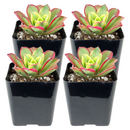 Buy an 8-pack of 4" live plants online. Choose eight plants of your choice to create a lush and diverse collection in 4" pots. Perfect for filling larger spaces, decorating your home or office, and growing your plant collection.