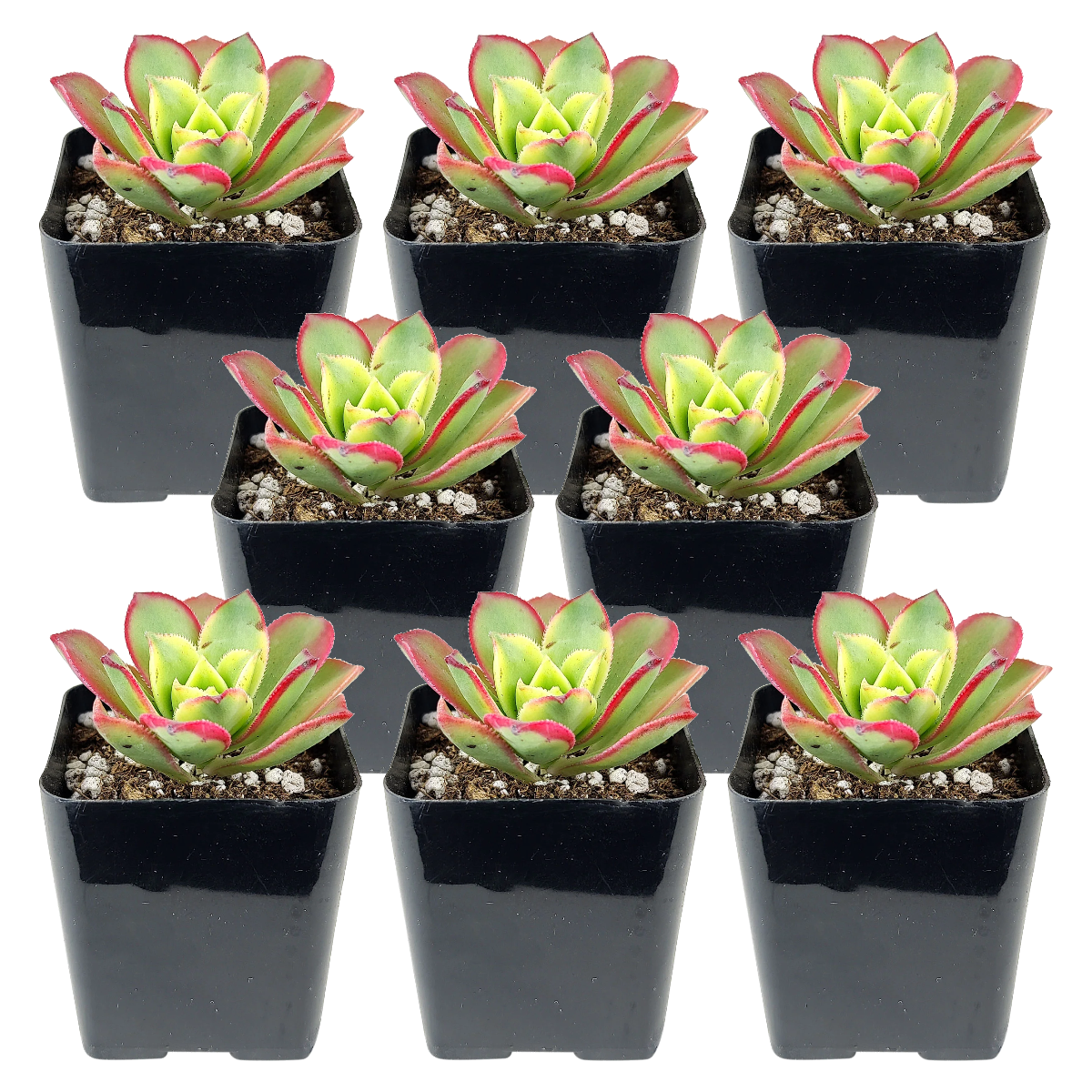 Buy an 8-pack of Aeonium Kiwi Haworthii live plants online. Each succulent features colorful rosettes with green, cream, and pink tones. Easy to care for, they thrive in bright light, well-draining soil, and occasional watering.