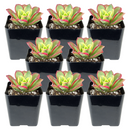 Buy an 8-pack of 4" live plants online. Choose eight plants of your choice to create a lush and diverse collection in 4" pots. Perfect for filling larger spaces, decorating your home or office, and growing your plant collection.