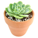 Lime Green Echeveria Succulent Plant, Rosettes Succulent, Thanksgiving succulents gift, Easter succulents idea, Growing succulents for thanksgiving, echeveria, echeveria succulent
