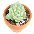 succulents store in CA, succulent subscription, succulent plant, Graptoveria Moonglow in California, How to grow Graptoveria Moonglow, rare succulents, rare succulents for sale, unique succulents, buy succulents online, rare succulent, succulent shop, unusual succulents, succulent store, succulents online
