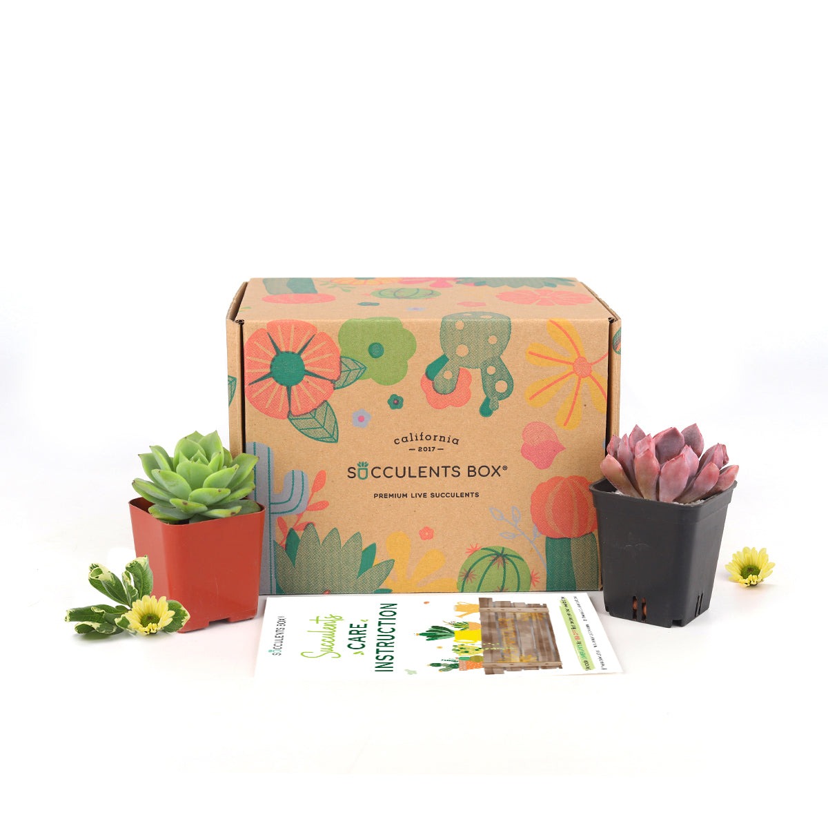Subscription Box with Care Instruction, Succulent Subscription Box