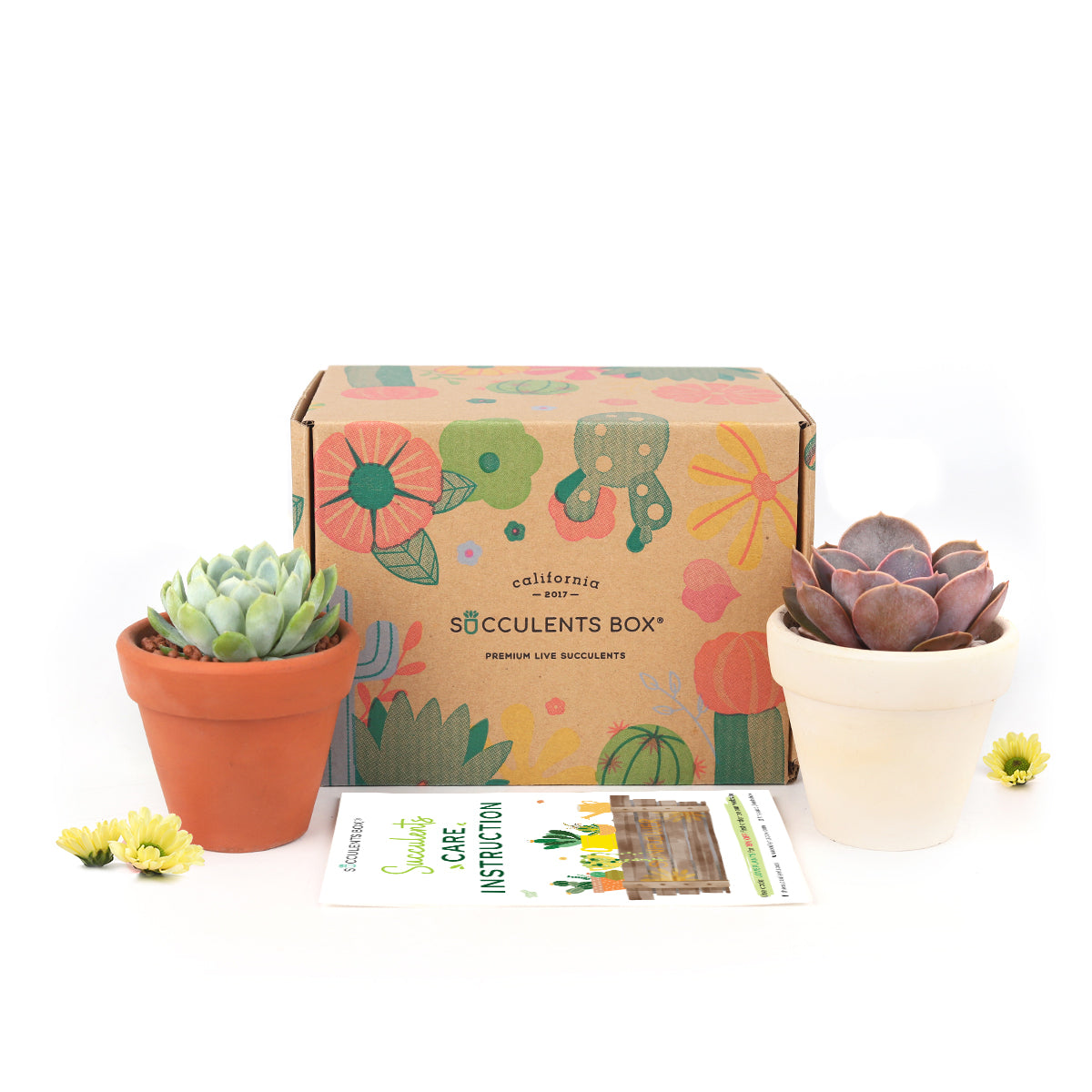Succulent Subscription Boxes, Succulents Box Monthly, Succulents for Sale