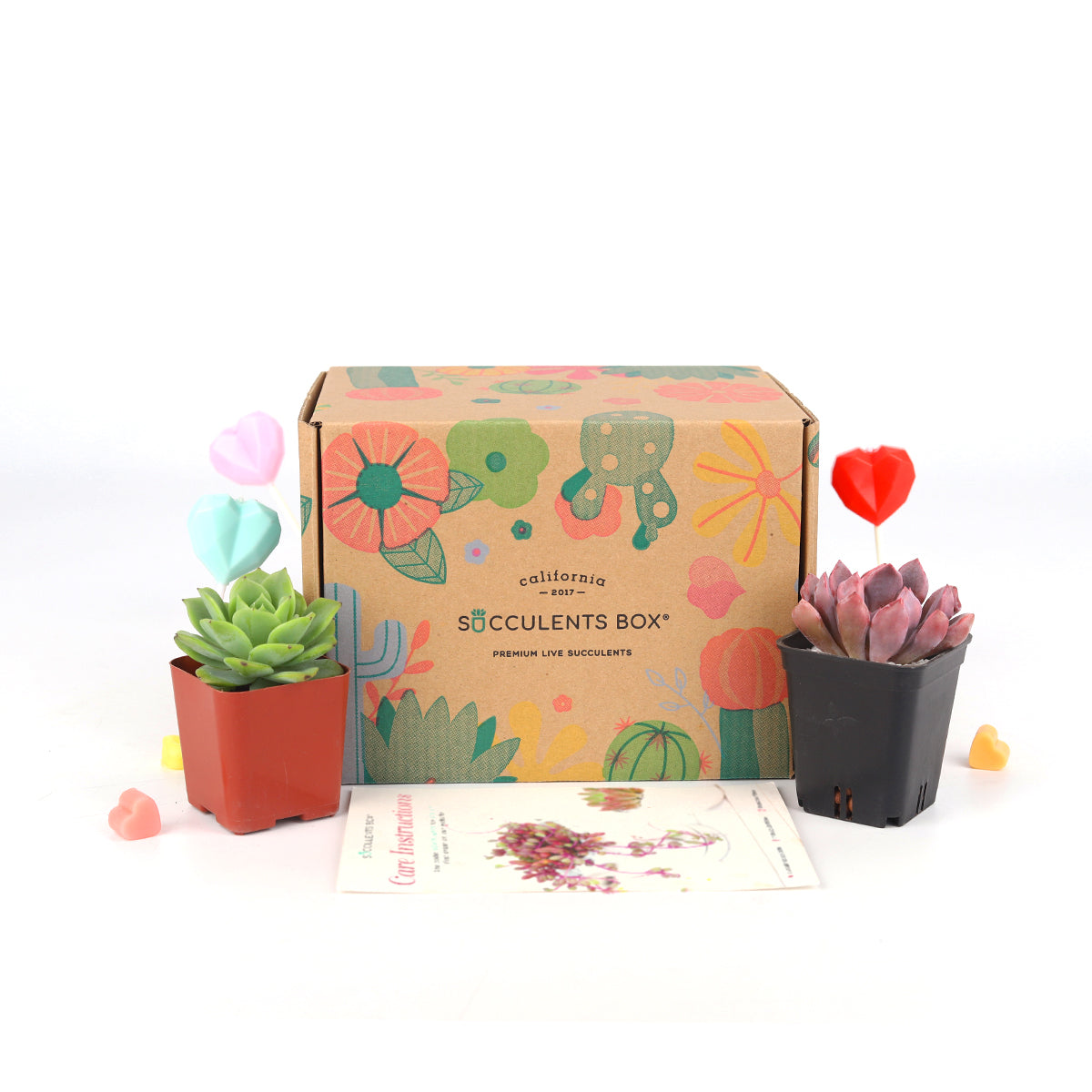 Subscription Box with Care Instruction, Succulent Subscription Box