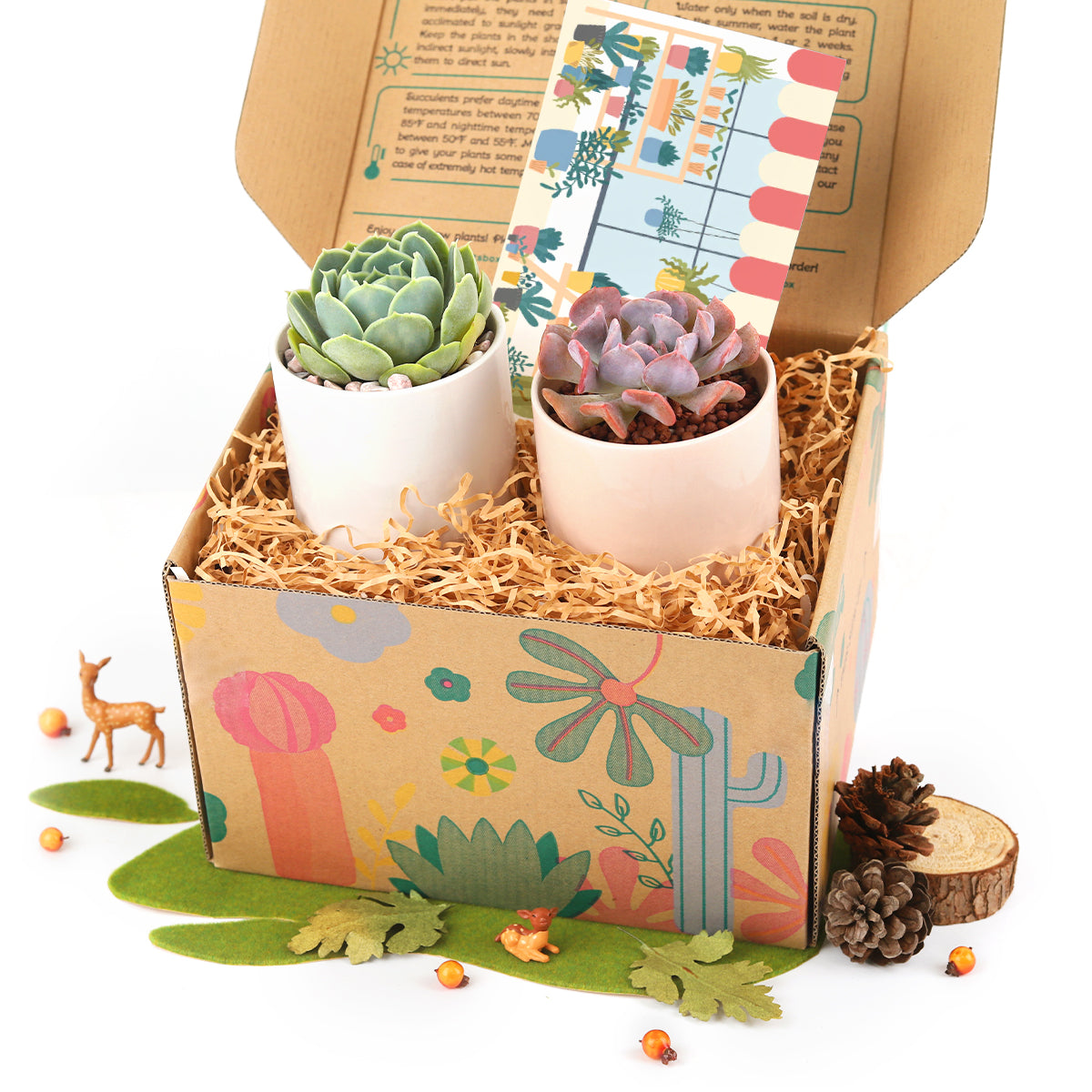 unique succulent gifts, best succulent gift box, succulent gifts near me, succulent gifts for teachers, succulent gifts for coworkers 2025