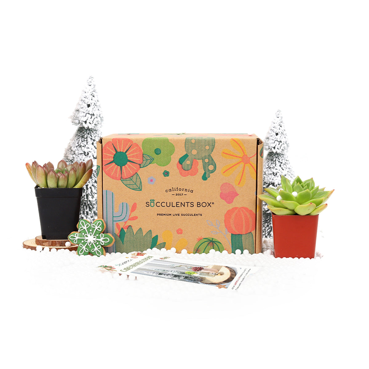 Succulent subscription box delivered monthly, Succulent subscription gift for sale