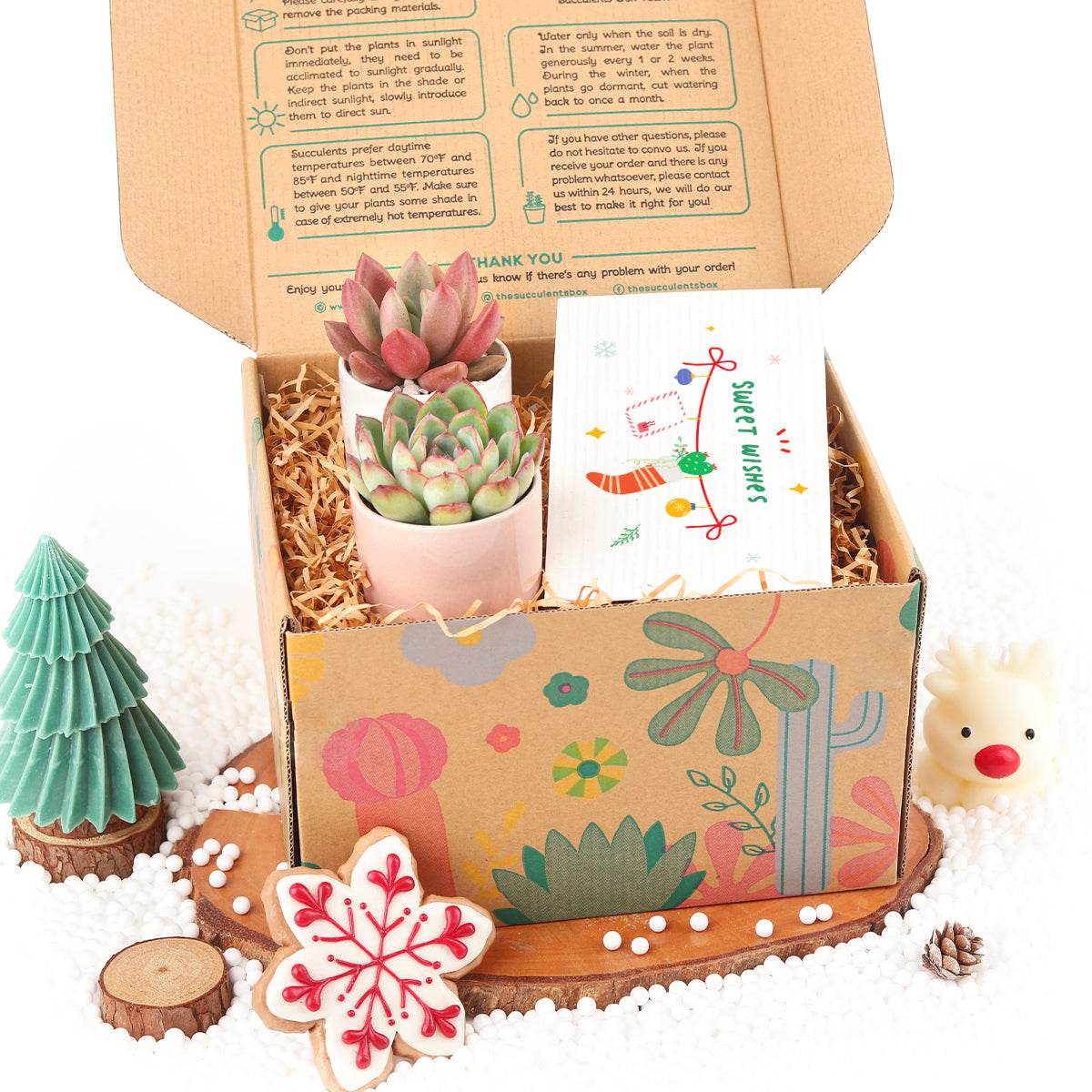 christmas succulent gifts Unique Christmas Gifts: Succulents Gift Box for your Plant Lovers