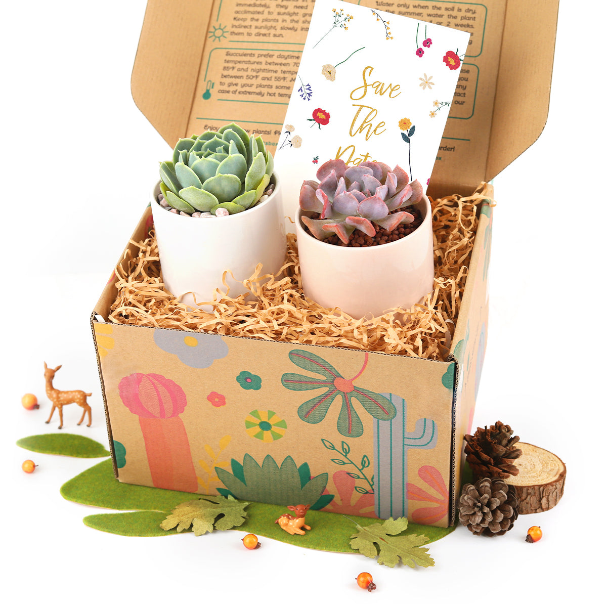 Gift Box 2 Potted Succulent Plant for Sale, Unique Plant Gift with Greeting Card for Any Occasion, Home Office Gift Ideas, Best Source to Buy Succulent Gift Boxes