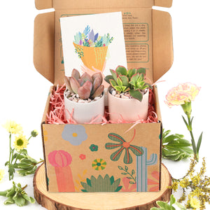 Gift Box - 2 Succulents