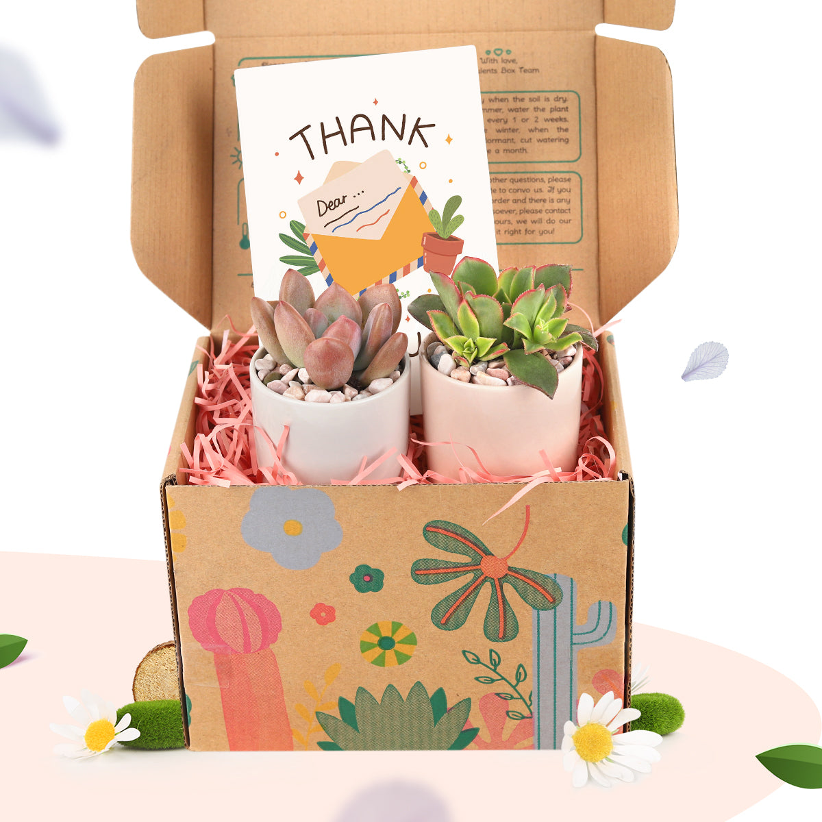 Gift Box - 2 Succulents | Corporate Gift Succulents For Sale Online -  Succulents Box
