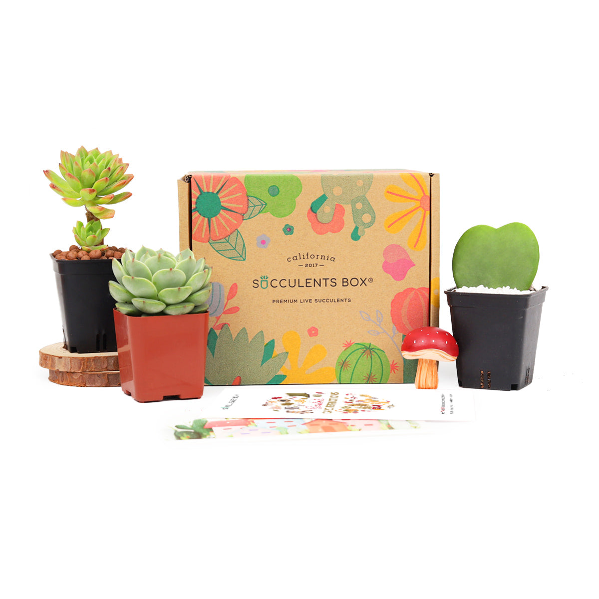 best succulent subscription box Live Succulent and Cactus Subscription Box Monthly | Succulent Gift Decor Ideas