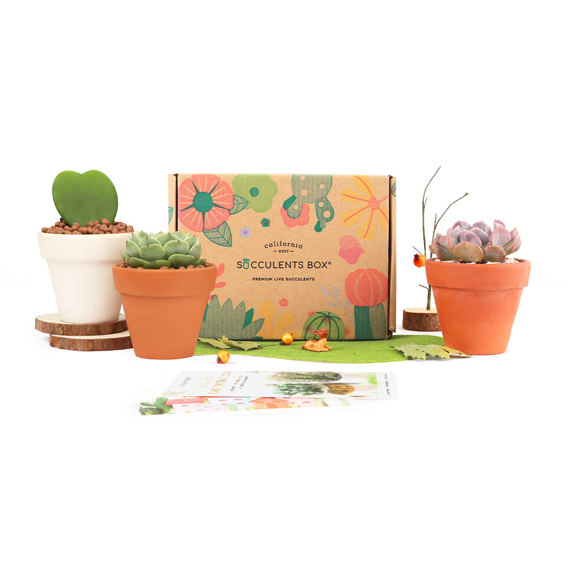 three succulents Gift 3 Succulents 3 Clay Pots/ Month