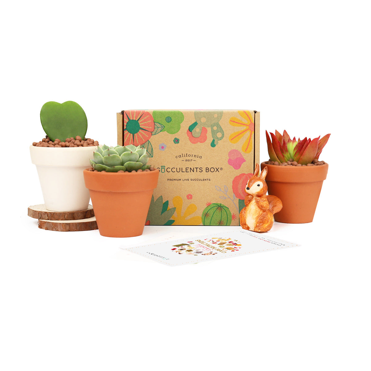 Succulent subscription gift for sale, airplants subscription box monthly, subscription box gifts, friends subscription box, subscription box service, eco friendly subscription box