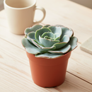 Plastic Terracotta Mini Pot Pack