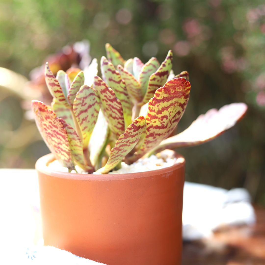 buy kalanchoe humilis "desert surprise" live succulent 2 inch online, pale blue-green paddle leaves with bold maroon stripe markings, upright shrubby clumping growth form, drought tolerant low-maintenance care, vivid purple variegation intensifies in