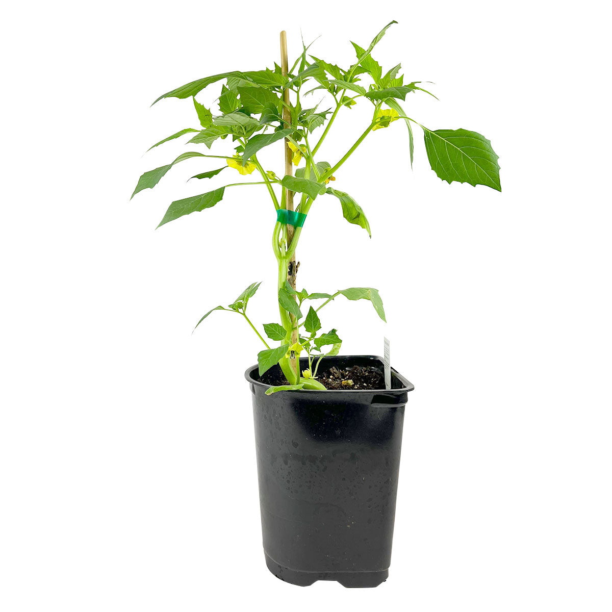 growing tomatillo plant Tomatillo Verde Plant - 4 Inch Pot - Grow Your Own!
